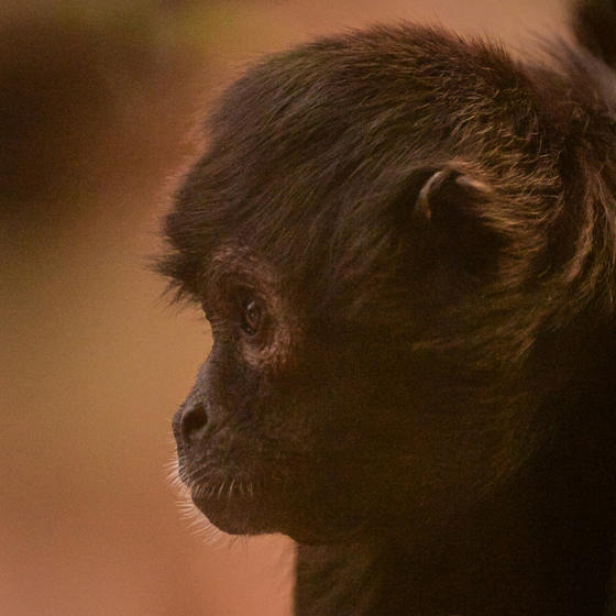 Spider Monkey 3