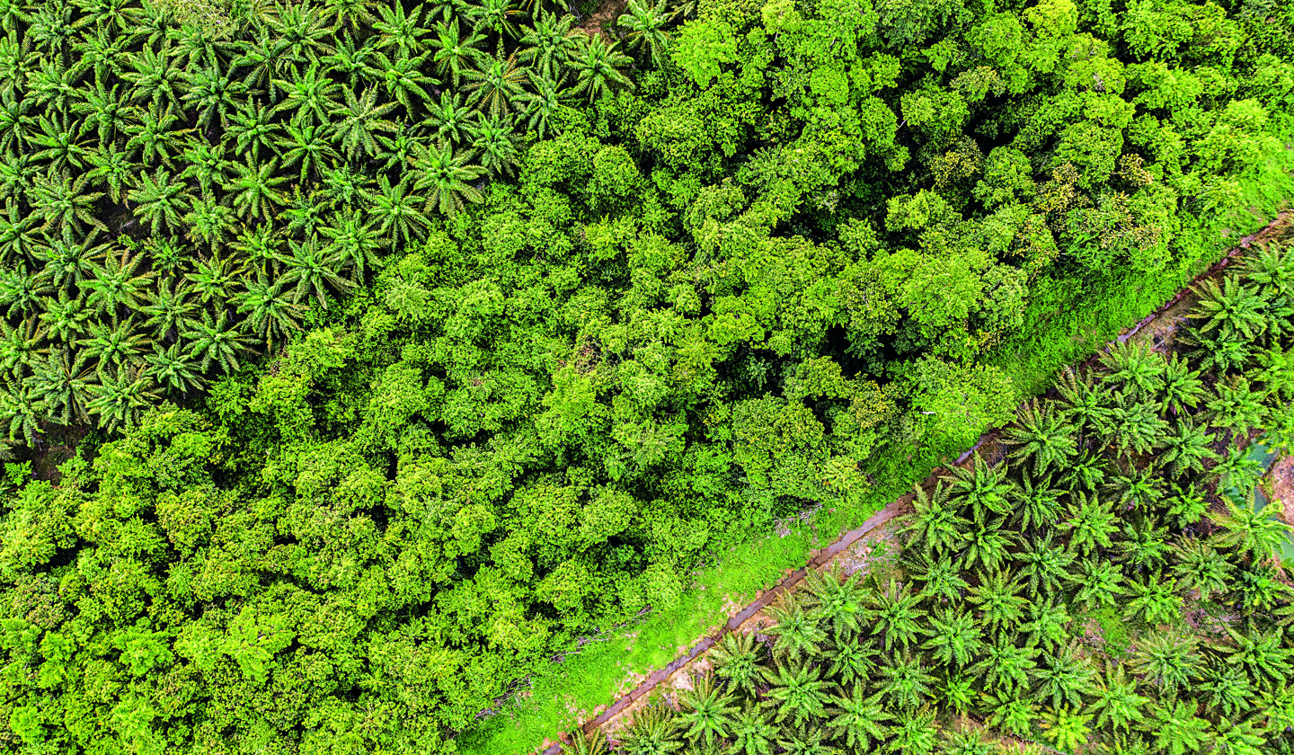 Copy Of Forest Corridor And Palm Oil Plantation Aerial Drone Shot (C) Hutan