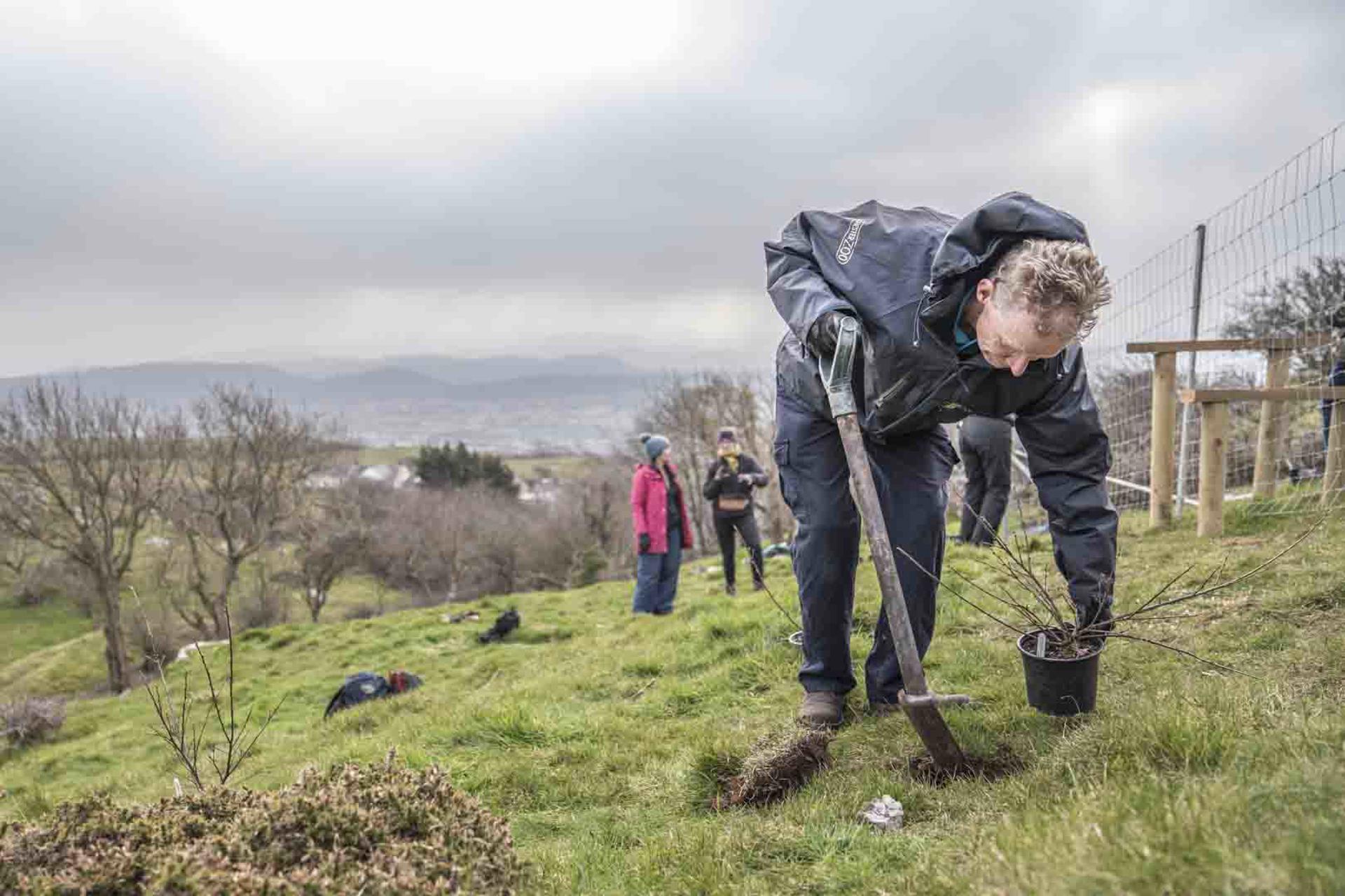 Conservationists Reintroduce Cotoneaster Into Mystery Welsh Location To Help Save It From Extinction (2)