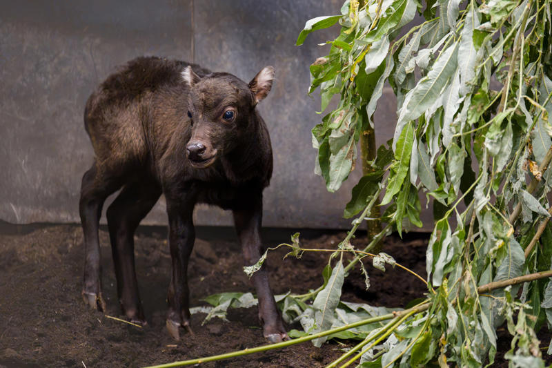A Rare Anoa Calf Just Three Days After Being Born At Chester Zoo1