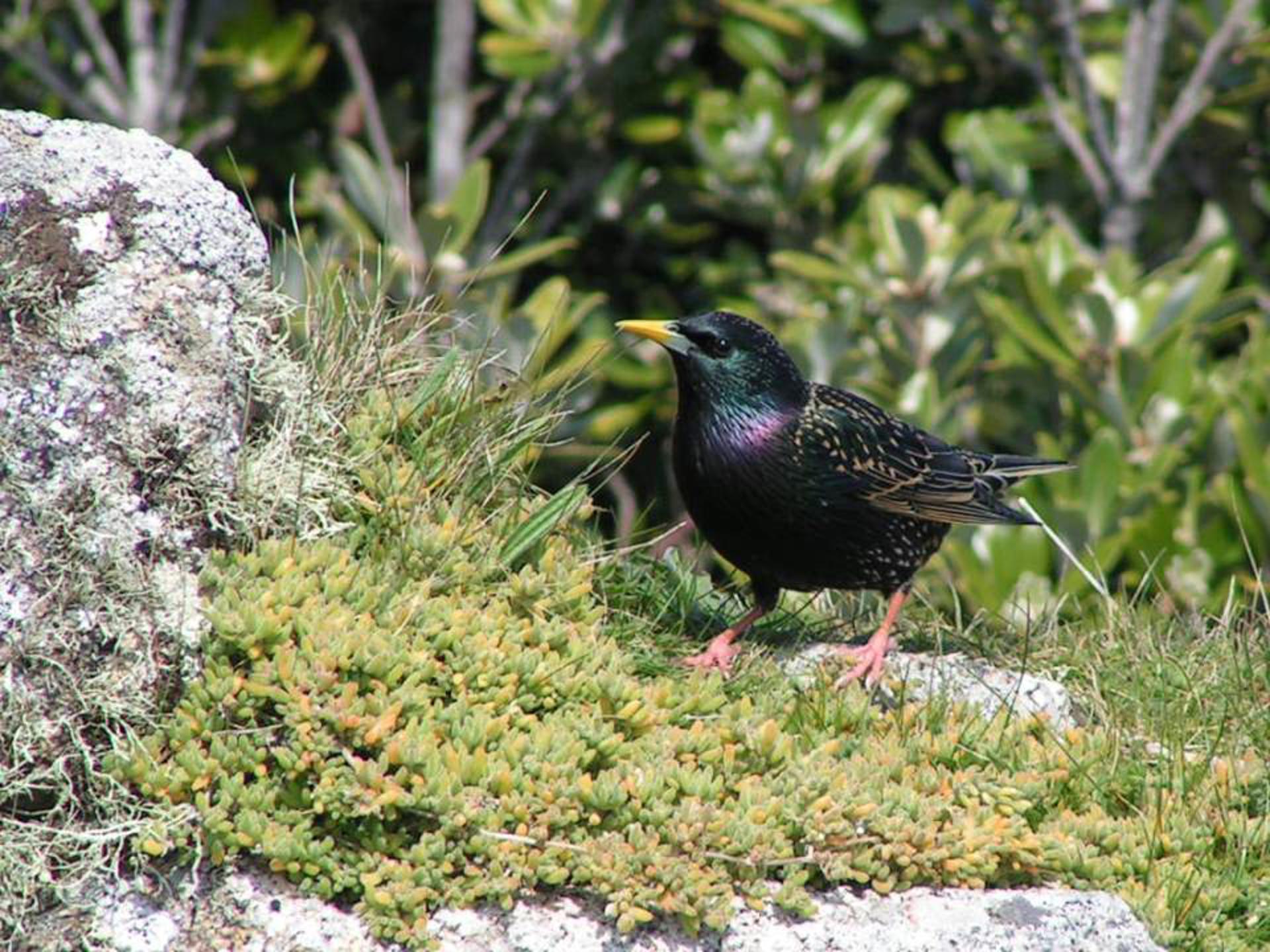 Starling