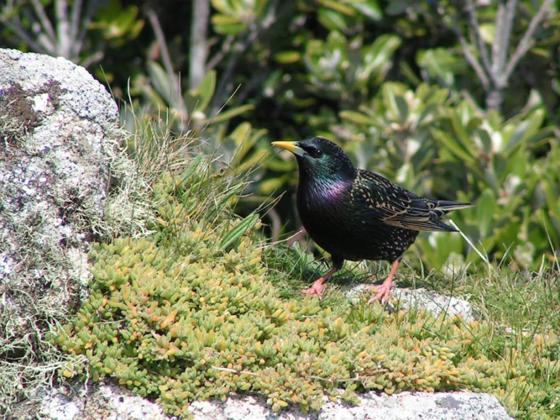 Starling