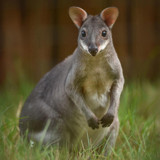 Dusky Pademelon 2