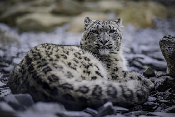 Female Snow Leopard Nubra Has Given Birth To A Cub At Chester Zoo8