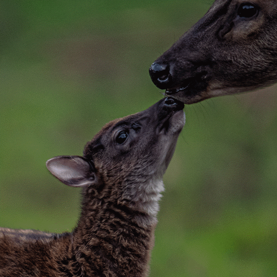 Philippine Spotted Deer 2