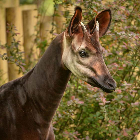 Okapi 2