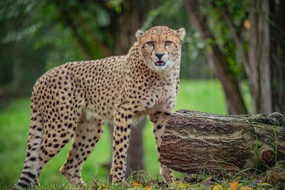 2 Cheetah Brothers Arrive At Chester Zoo To Help Save Their Species From Extinction 13