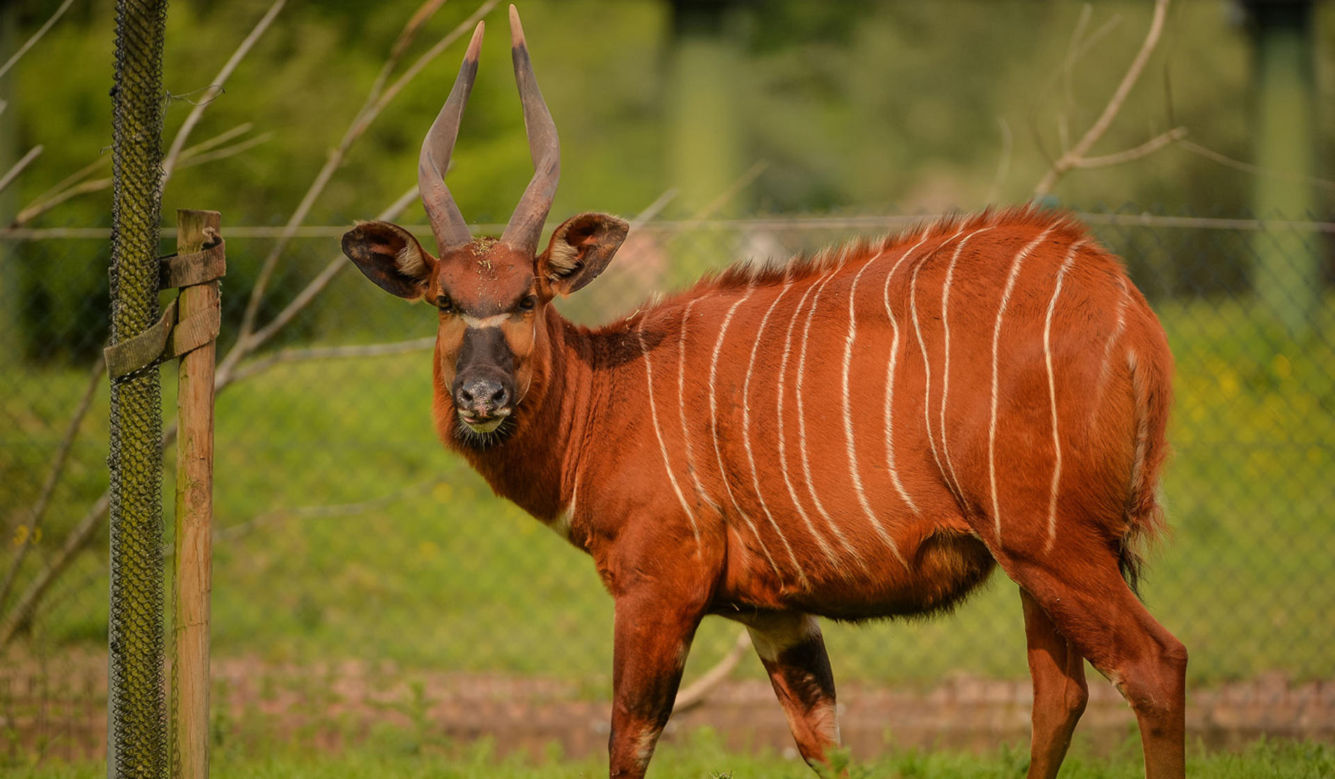 Eastern bongo at Chester Zoo