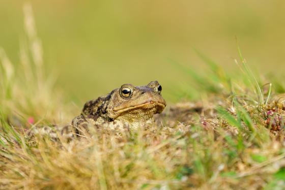 Toad