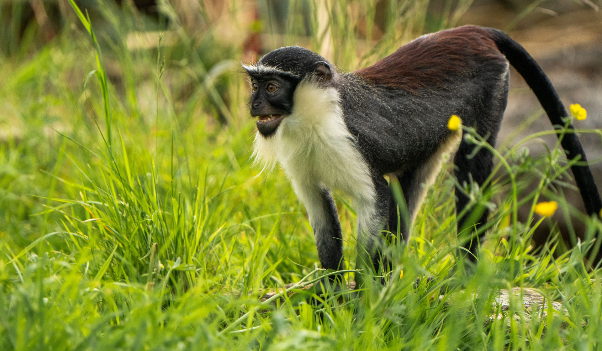 Roloway Monkey