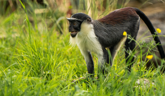 Roloway Monkey