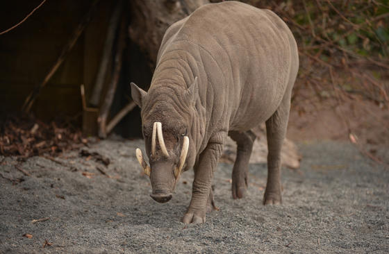 Babirusa 5
