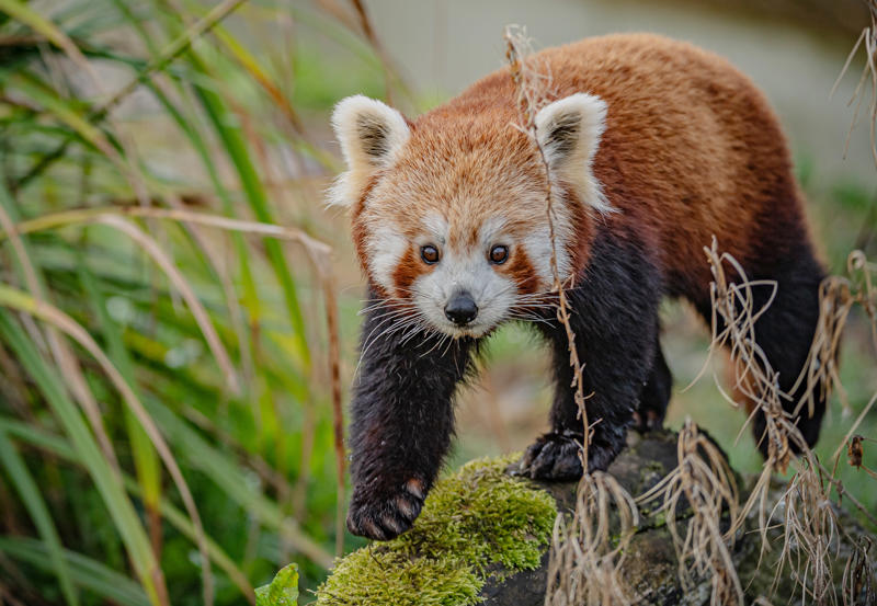 Akashi The Red Panda Has Arrived At Chester Zoo To Help Safeguard Her Species From Extinction 10