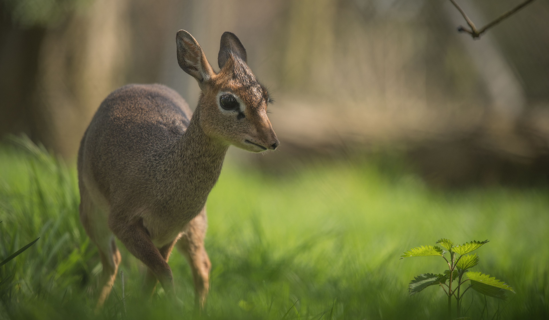 Kirk's Dik Dik 1