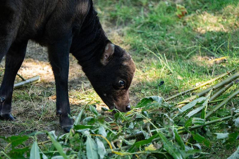 At Just Two Weeks Old, The Female Anoa Calf Has Stepped Outside Of Her Den For The Very First Time