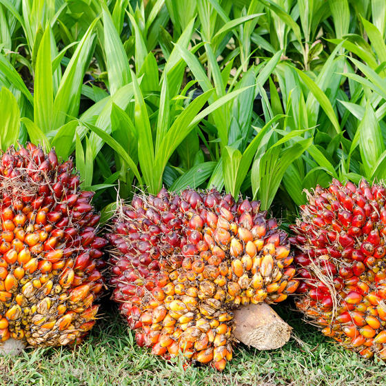 Palm Oil Bunches