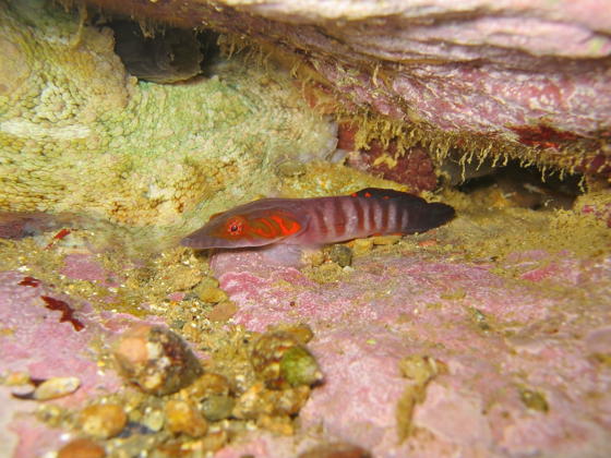Shore Clingfish Shutterstock 01