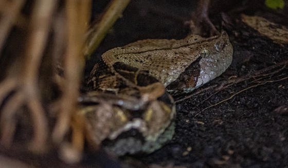 Gaboon Viper 1