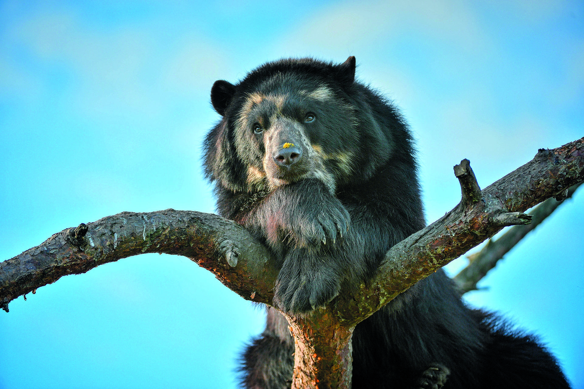 Andean Bear Bernie At Chester Zoo