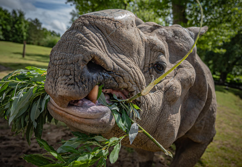 Rhino Feed 040
