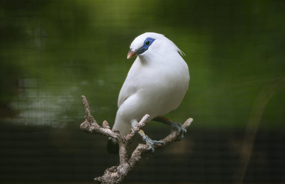 Bali Starling