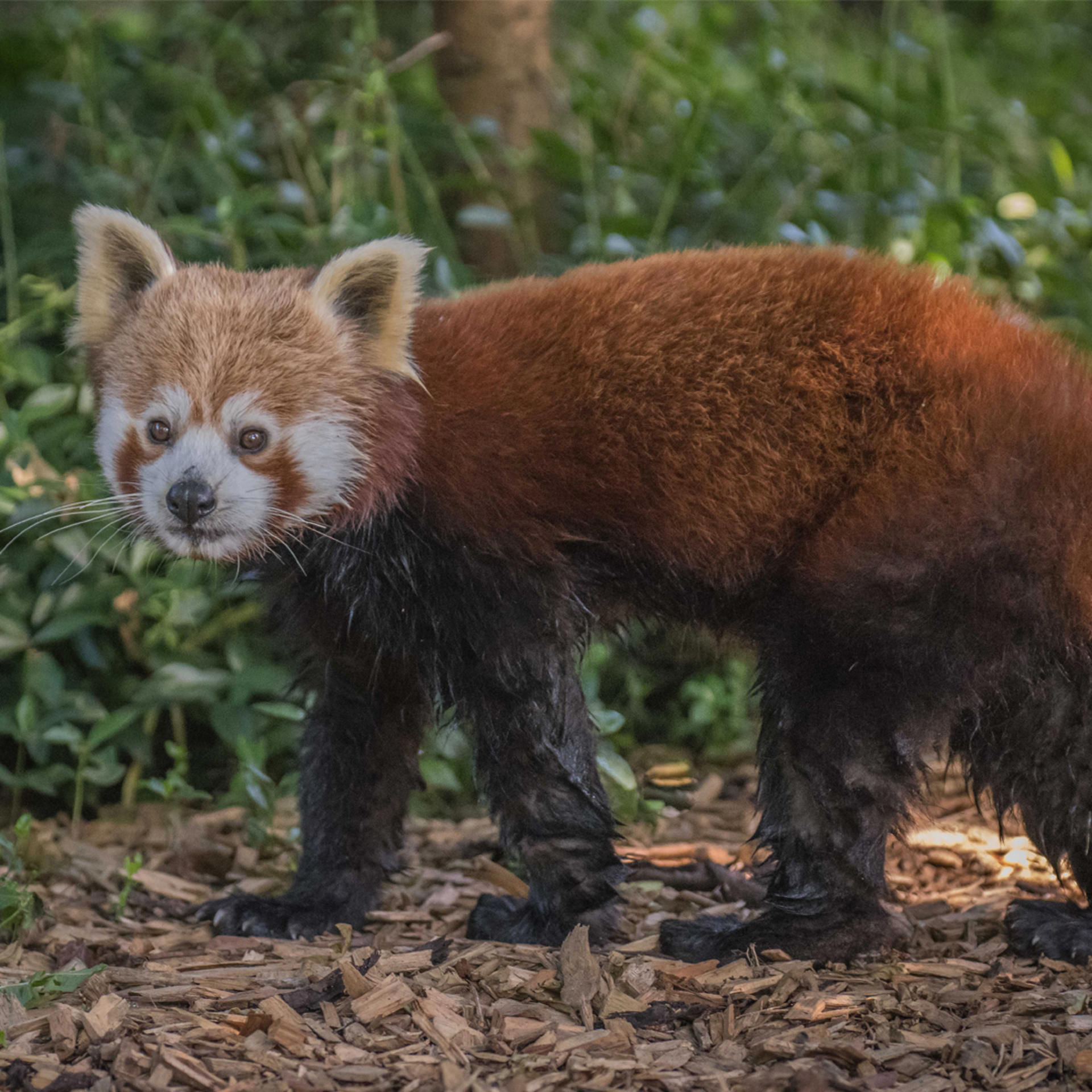 Red Panda. In The Zoo 3