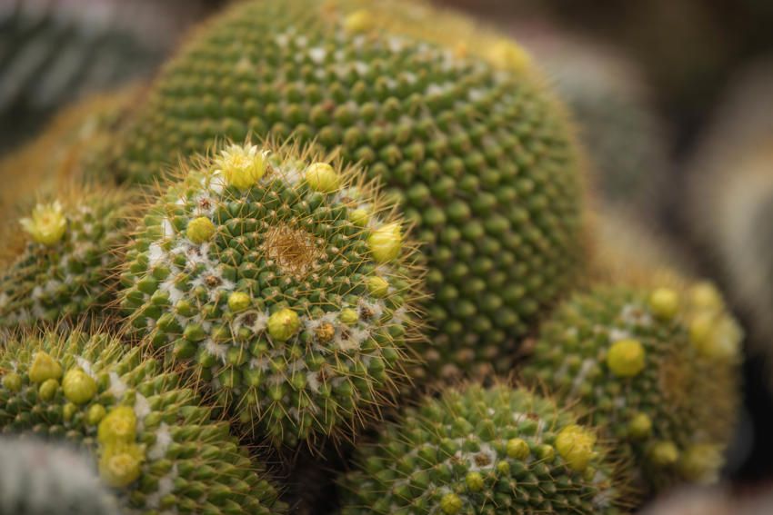 Cactus 21