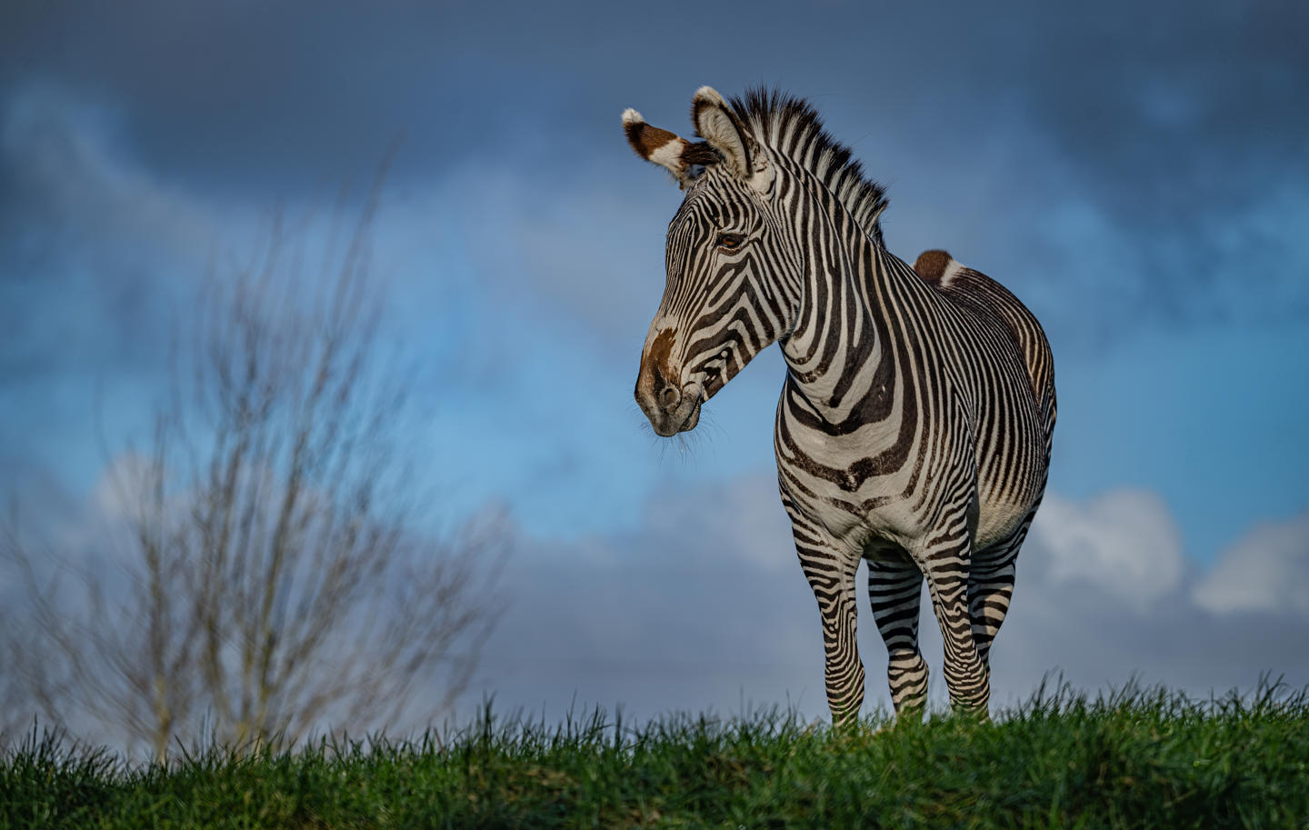 Grevy's Zebra 021