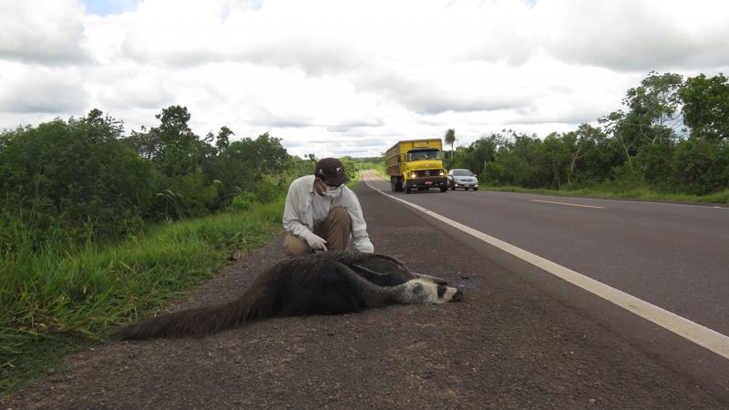 A field researcher collecting samples from an anteater killed in a vehicle collision
