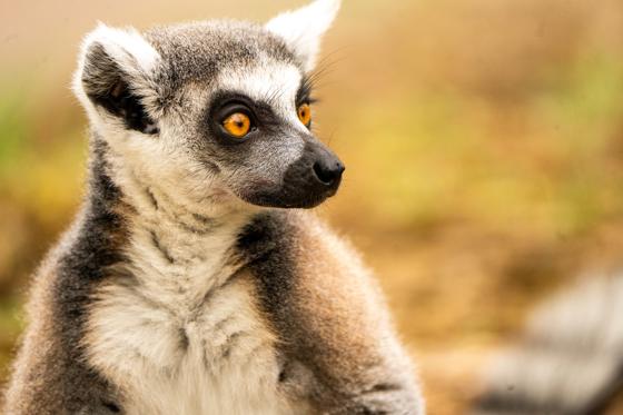 Ring Tailed Lemur Close Up