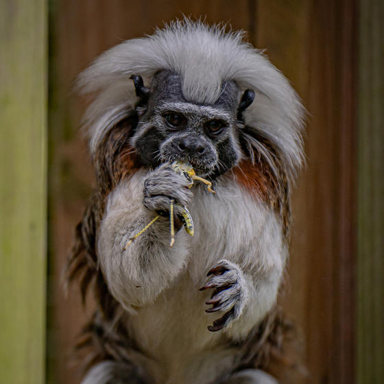 Cotton Top Tamarin 3