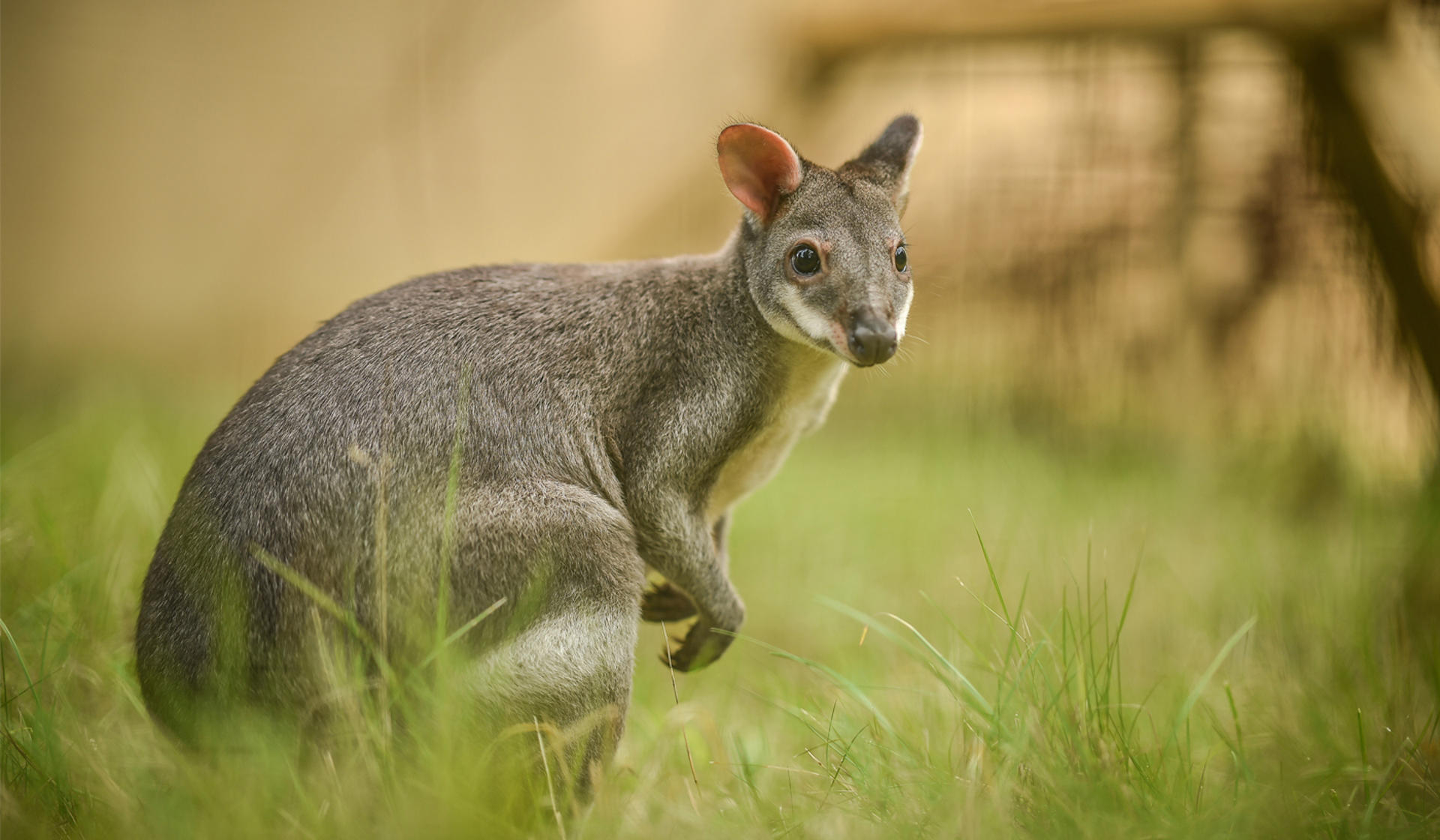 Dusky pademelon at Chester Zoo