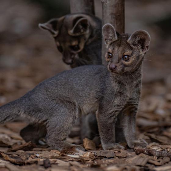 Fossa 4