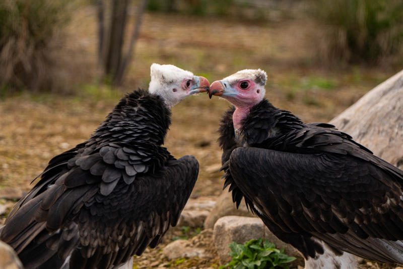 White Headed Vulture 2026 56 (3)