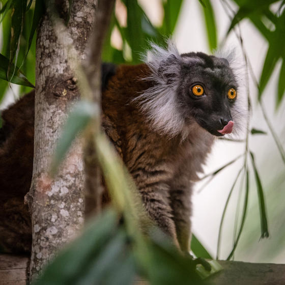 Black Lemur 3