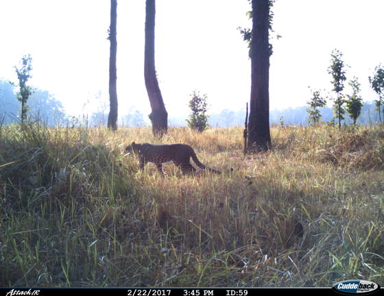 Camera Trap Leopard (6) Bardia National Park 2017 (C) Amy Fitzmaurice, CZ Living With Tigers