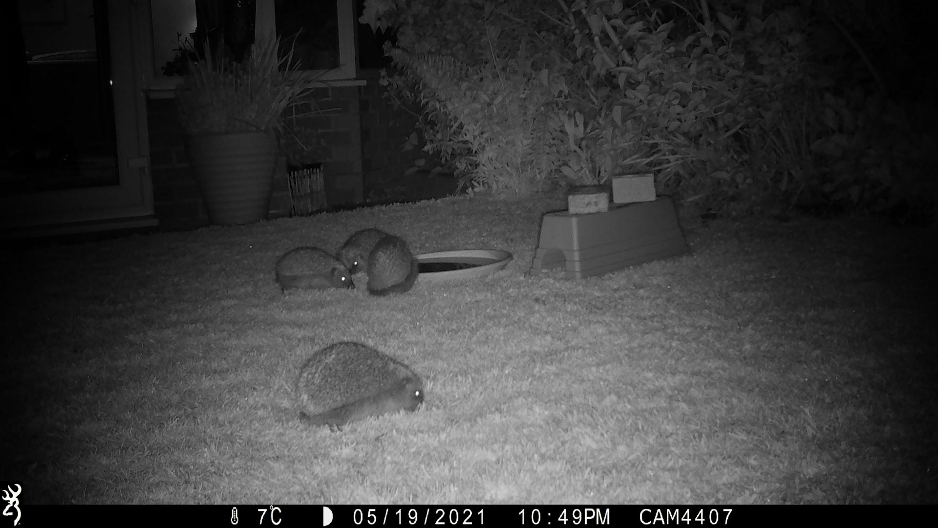 Pic Chester Zoo Nottingham Trent University Hedgehog Watch 6
