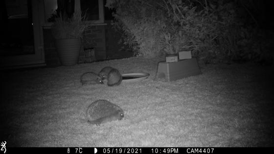 Pic Chester Zoo Nottingham Trent University Hedgehog Watch 6