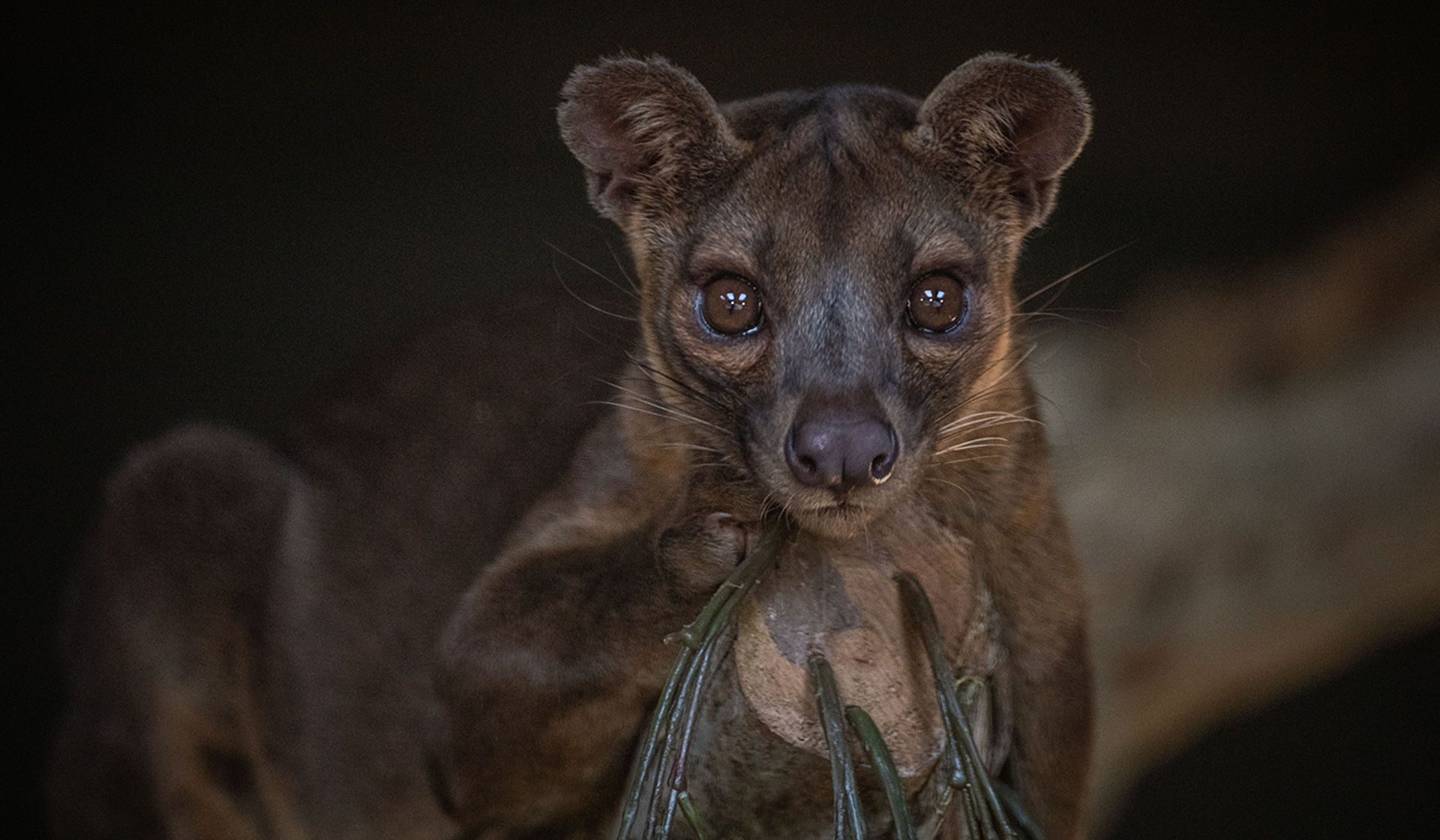 Fossa 1