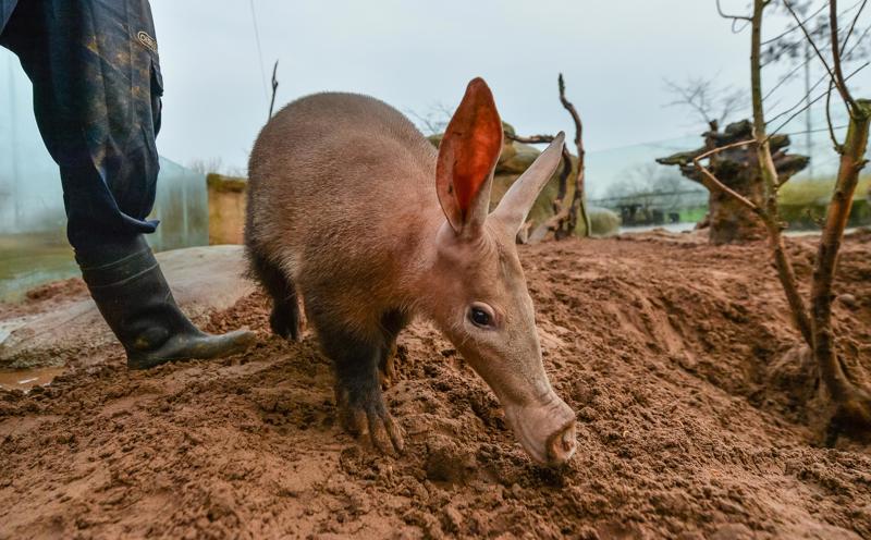 Aardvark 4