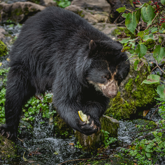 Andean Bear 3