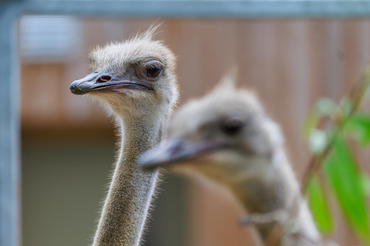 Ostrich Experience 5