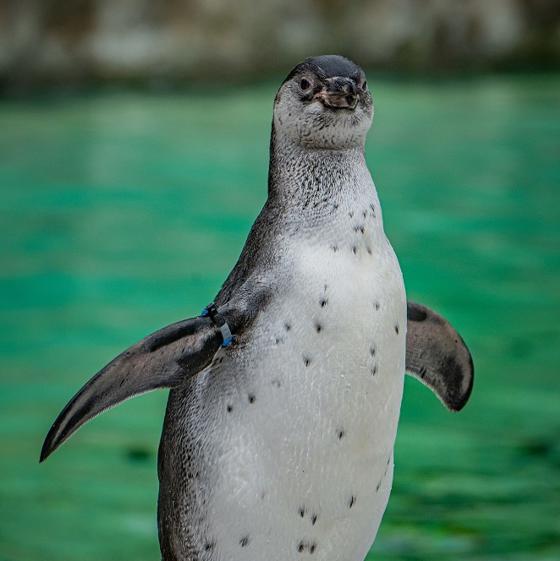 Humboldt Penguin 4