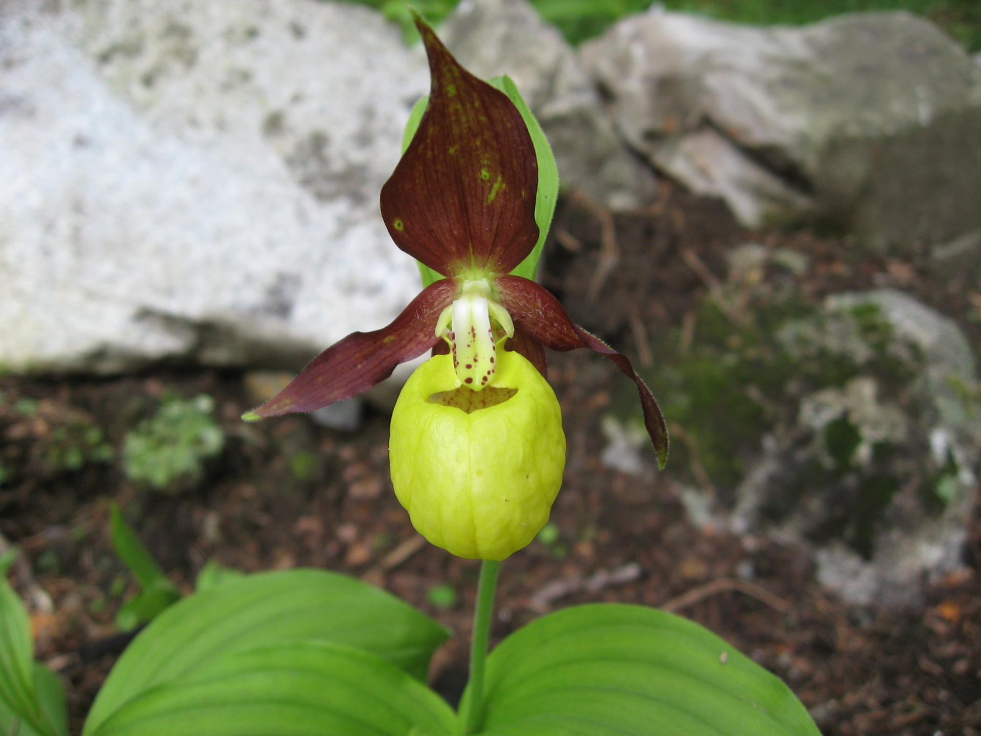 Lady's Slipper Orchid Creative Commons 2.0 Attribute To Joan Simon