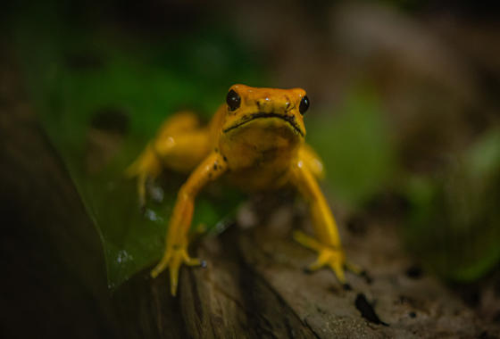 Golden Poison Dart Frog 6
