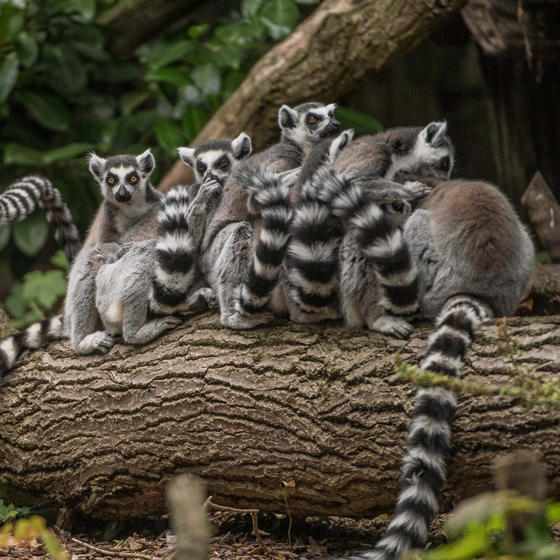 Ring Tailed Lemur 3