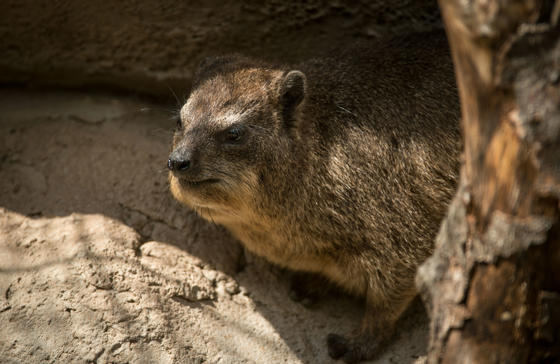 Rock Hyrax 5