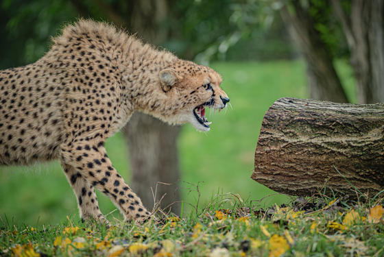Cheetah Brothers Arrive At Chester Zoo To Help Save Their Species From Extinction 7