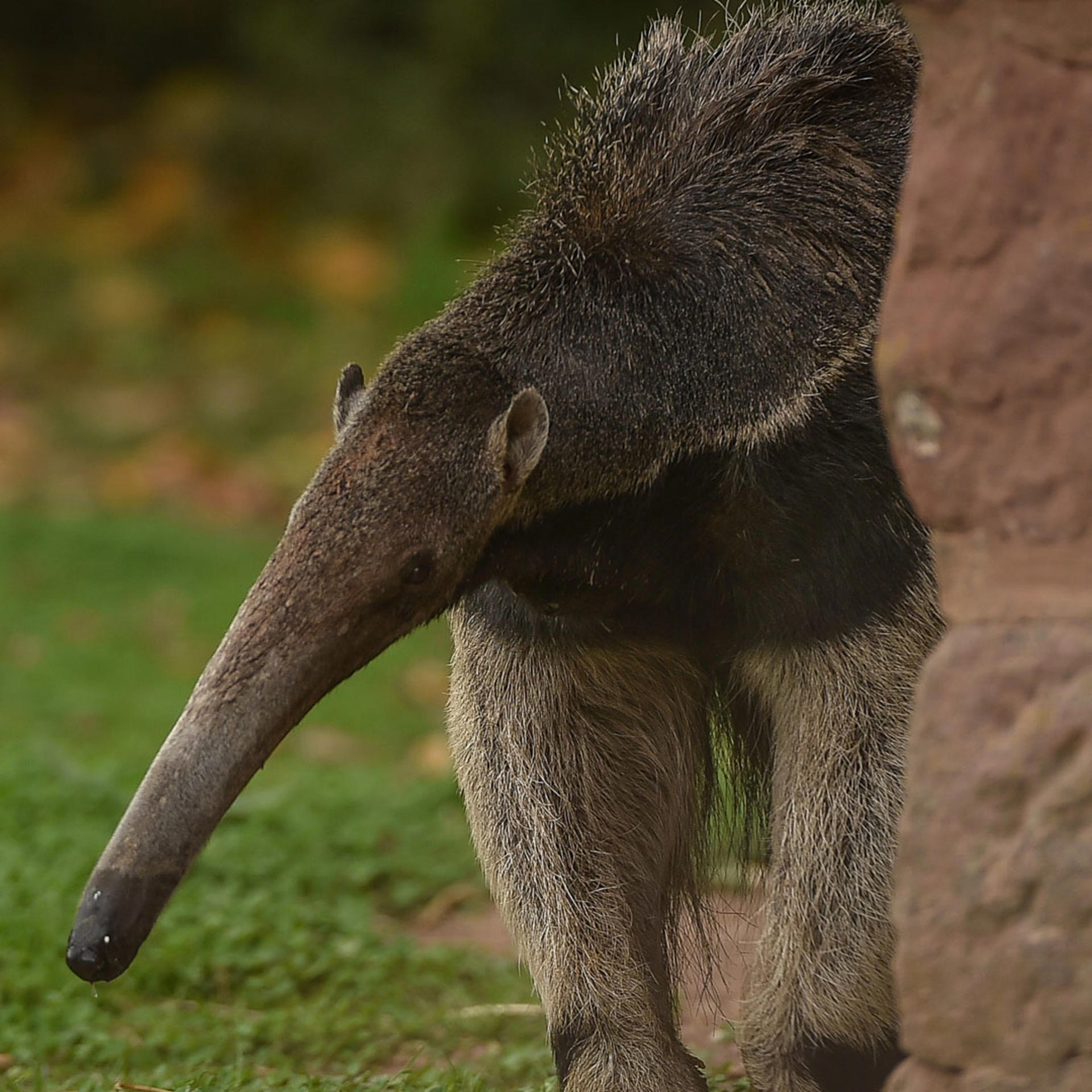 Giant anteater at Chester Zoo