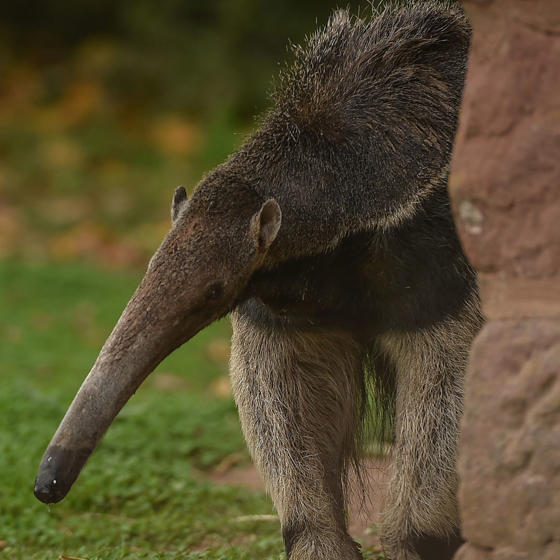 Giant Anteater 6